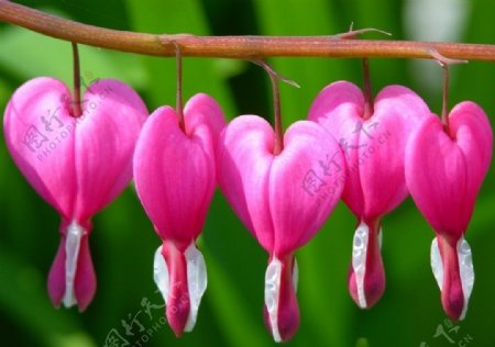 心形粉红花朵图片