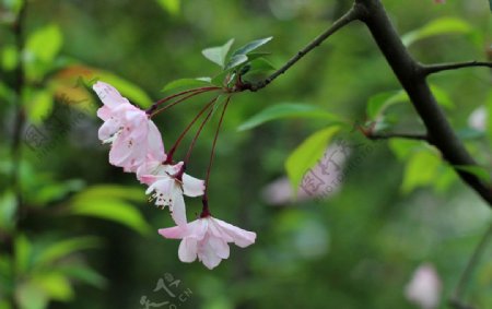 春天海棠绿树图片