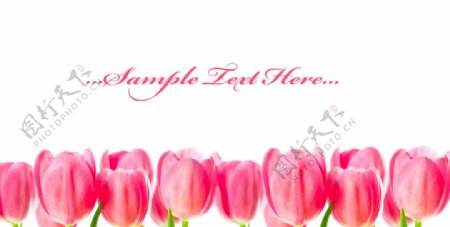郁金香花卉设计图片