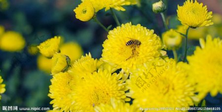 菊花蜜蜂图片