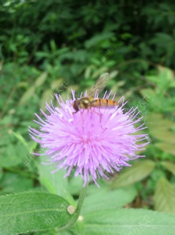 小野花与小蜜蜂图片