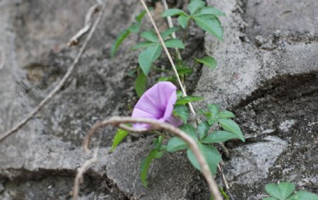 牵牛花图片