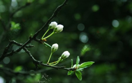 樱花图片