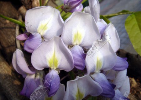 紫白色花图片