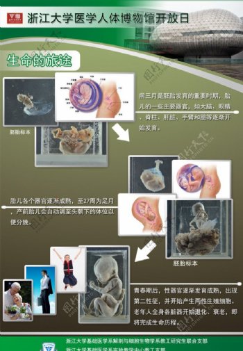 浙江大学医学院人体博物馆开放周宣传展板生命旅途图片