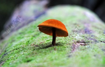 可爱的蘑菇图片