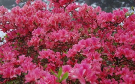 麻城红杜鹃图片