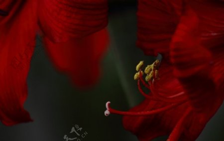 大红花图片