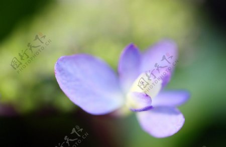 紫色八仙乐图片