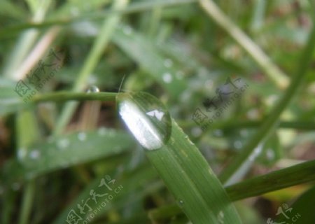 雨后的草图片