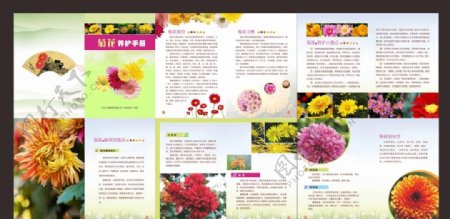 菊花种植手册图片