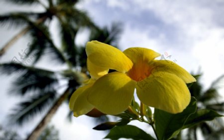 热带黄花图片