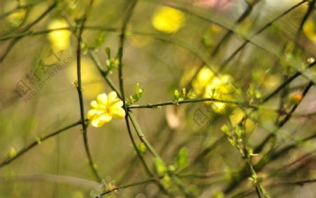 迎春花图片