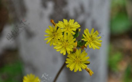 小花图片