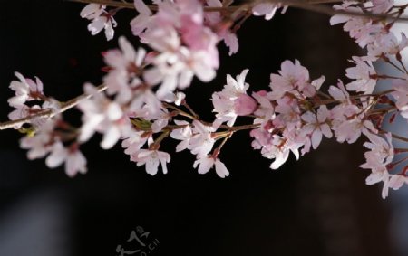 日本浪漫樱花图片