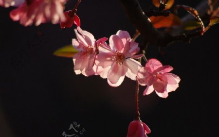 海棠花图片