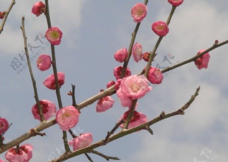 梅花图片