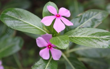 长春花图片