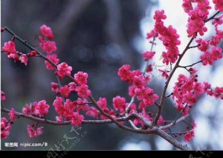 梅花图片