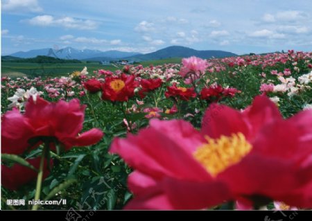 鲜花图片