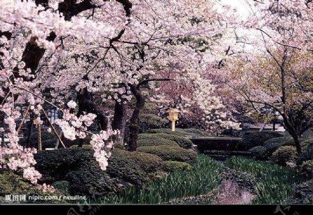 櫻花美景图片