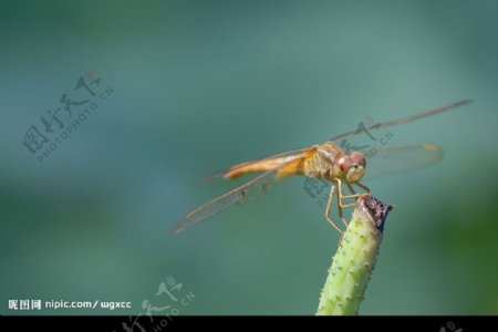 荷花荷叶蜻蜓图片