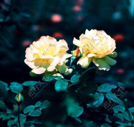 玫瑰摄影图片