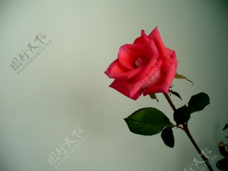 一支玫瑰图片