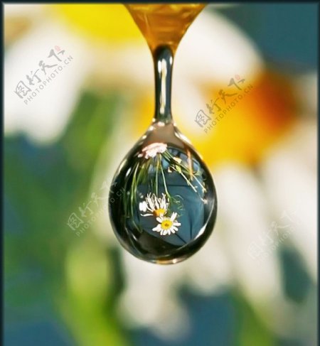 水滴里的雏菊图片