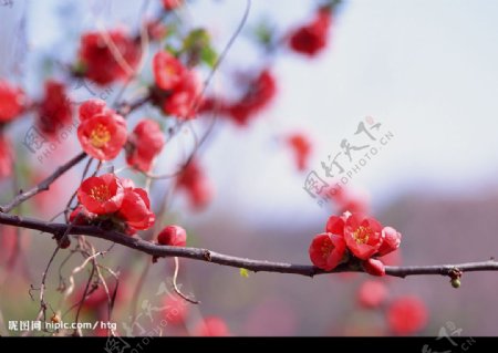 树枝上的小红花图片
