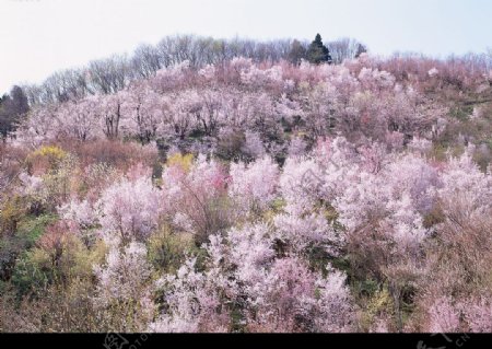 桃树花坛图片