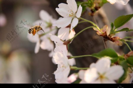 蜜蜂櫻桃花图片