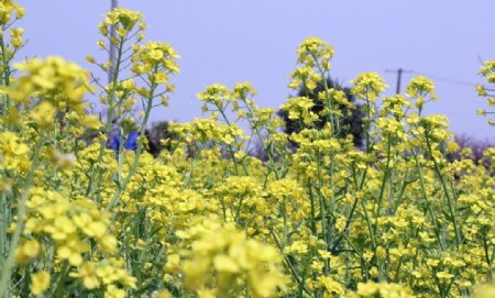 油菜花图片