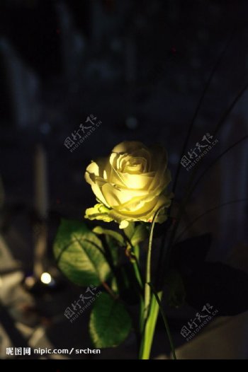 餐桌上的黃色玫瑰花图片