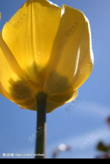黃色郁金香图片