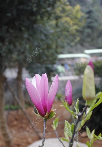 紫玉兰花图片