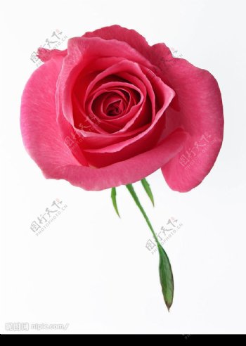 高清玫瑰花深粉红图片