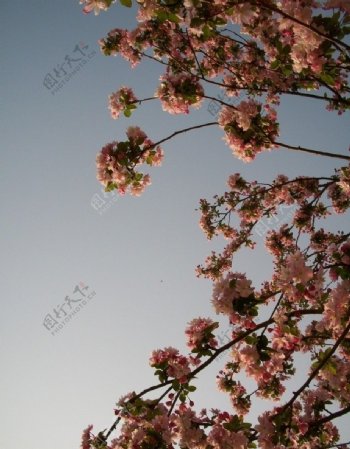 春天的花草树图片