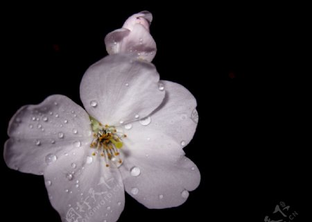 盛开带水珠的樱花图片