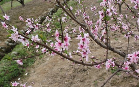 三月桃花始盛开图片