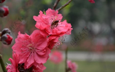 桃花蜜蜂图片