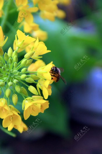 黄花开蜜蜂绕图片