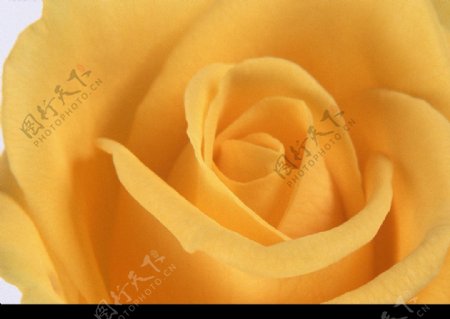 花卉黄玫瑰图片