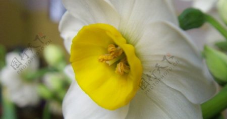 水仙花微距摄影图片