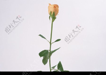 花卉黄色玫瑰花图片