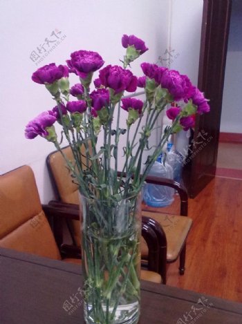 母亲节鲜花紫色康乃馨图片