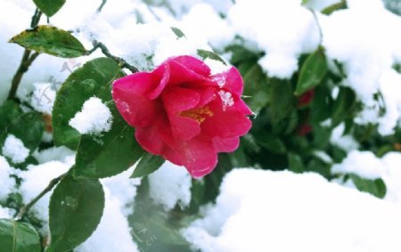 雪中的山茶花图片