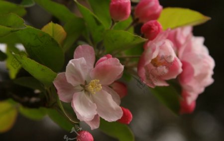 桃花图片