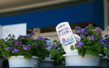 花店里紫色的盆栽图片