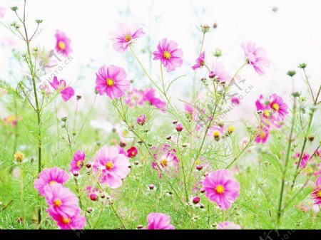 漫山遍野的野菊花图片